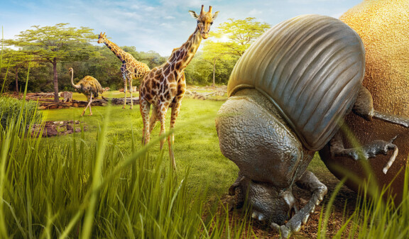 Giraffen und riesiger Mistkäfer in einer Savannenlandschaft, Zoo Leipzig